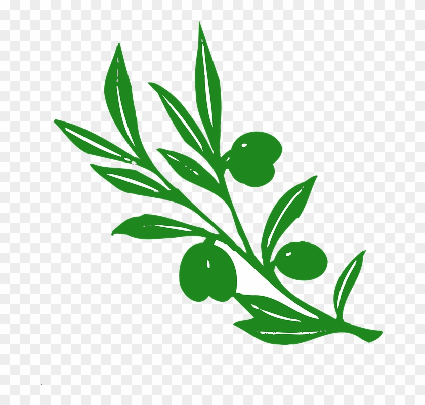 Herbal Leaf Cliparts 13, Buy Clip Art - Athena's Symbol Olive Tree #1027973