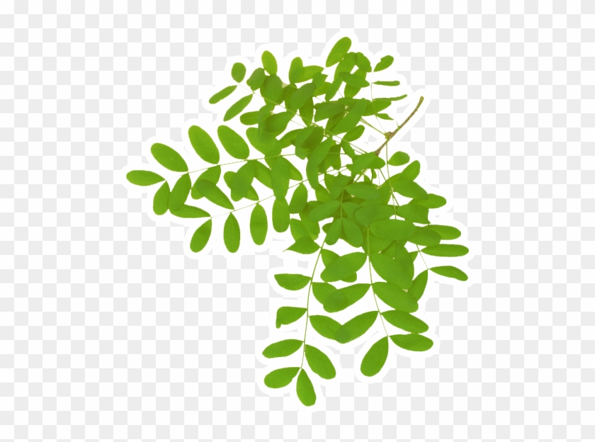 Leaf Acacia Dealbata Gum Arabic Tree Plant - Wattles #1027979