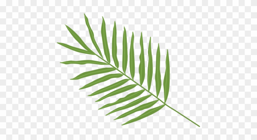 Palma Leaf Arecaceae Clip Art - Palm Leaf Png #1028015