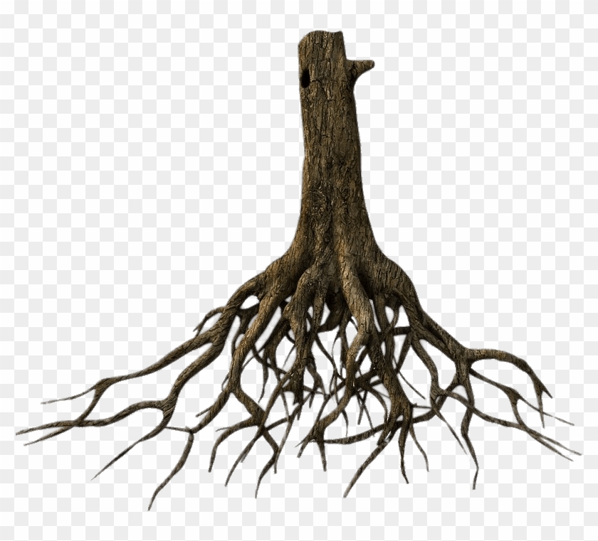 Lower Tree Trunk And Roots Png - Tree With Roots Png #1028107