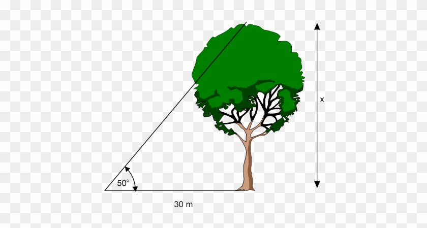 What Is Trigonometry - Height Of A Tree Trigonometry #1028120