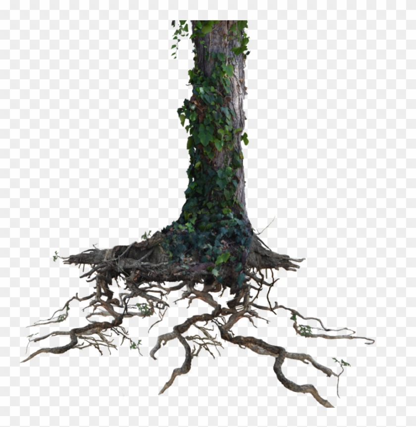 Tree Trunk Roots With Ivy Png Stock Photo 1077 By - Transparent Background Tree Trunk #1028128