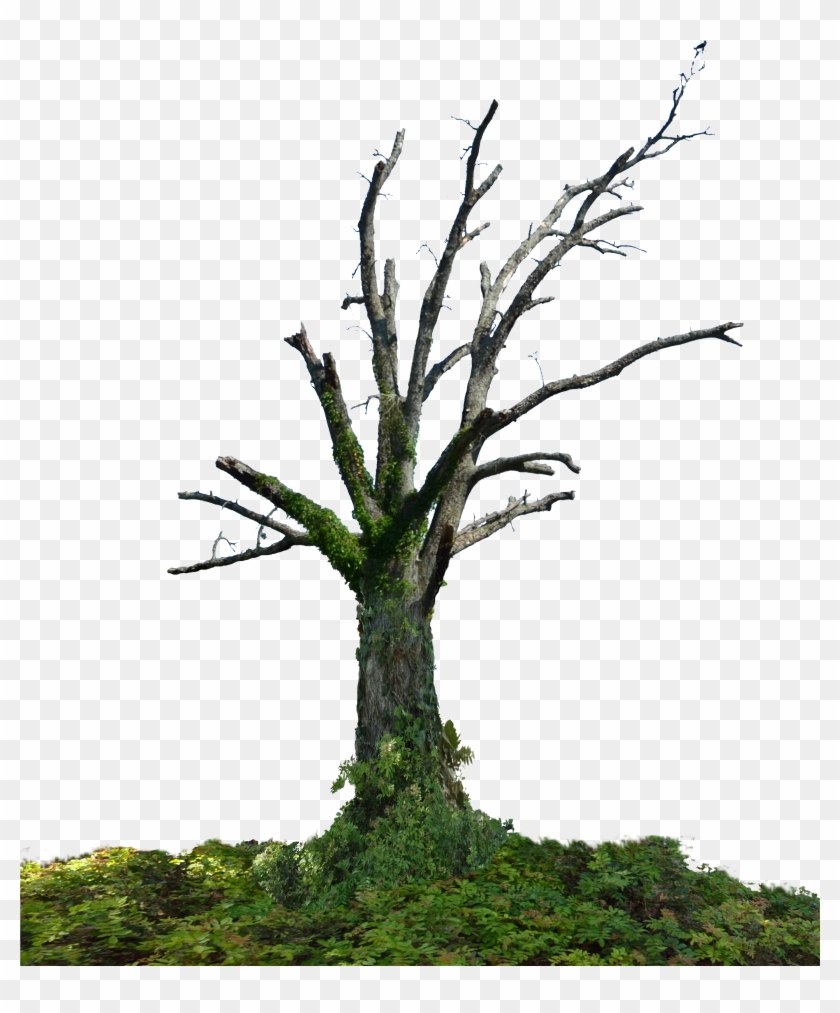 Dead Tree Png Stock Photo 0098 With Groundcover By - Snag #1028170