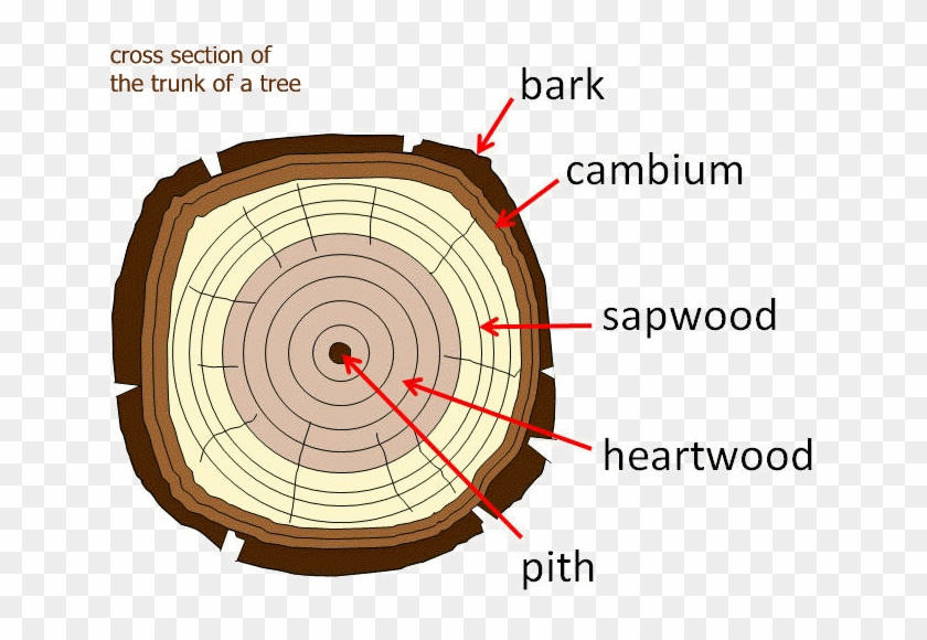 The Cambium Layer Transports Water And Food Up The - Parts Of A Tree Trunk #1028217