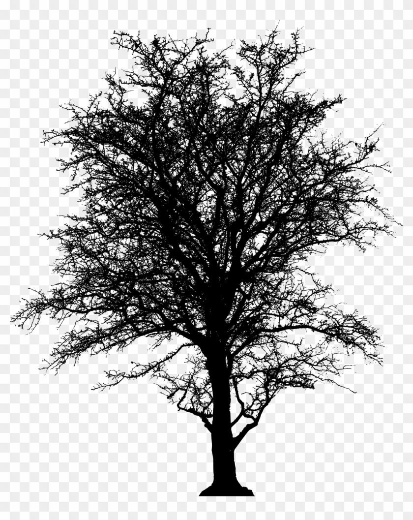 Barren Tree Silhouette - 5'x7'area Rug #1028346