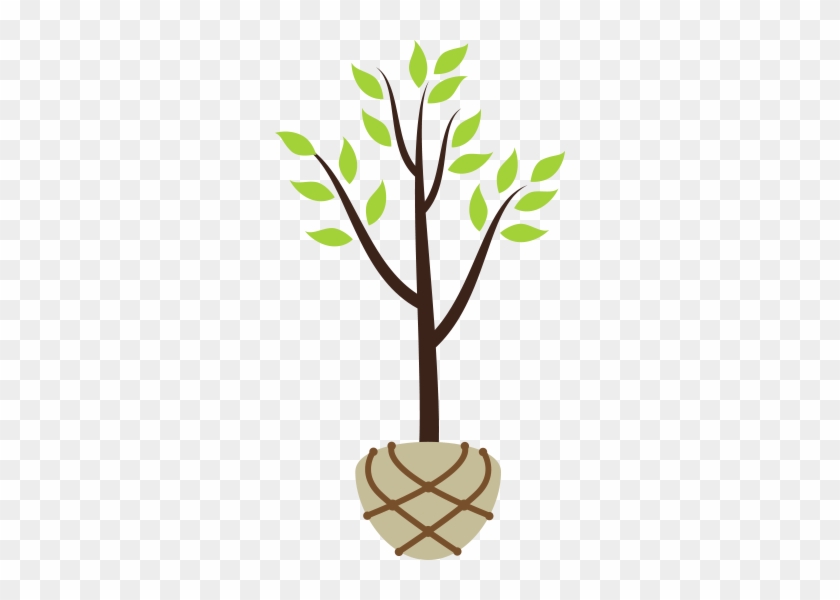 Balled Or Burlap Tree - Digging A Hole For Tree #1028352