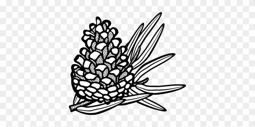 Cone, Conifer, Pine, Plant, Tree - Coniferous Clipart Black And White #1028399