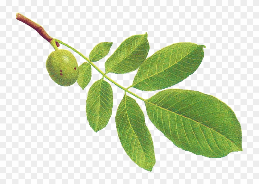 Résultat De Recherche D'images Pour "noyer - Nogal Arbol #1028446