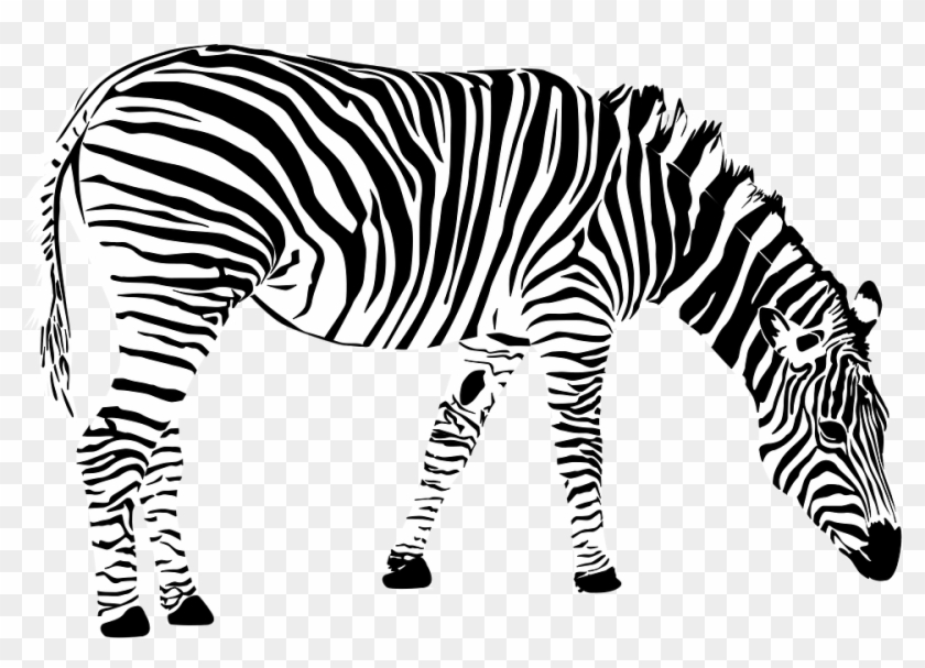 Drawn Zebra African Zebra - Zebra Vector Png #1028997