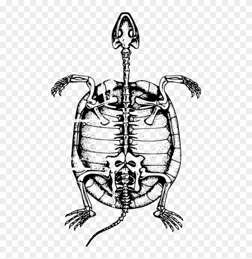 Esqueleto De Tortuga Marina - Snapping Turtle Skeleton Diagram #1029032