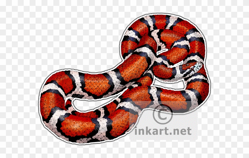 Red Milk Snake Lampropeltis Triangulum Syspila Line - Draw A Milk Snake #1029047