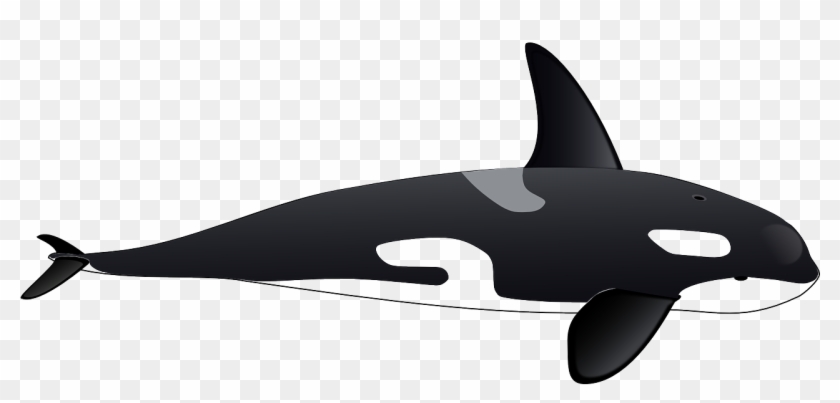 Killer Whale Dolphin Clip Art - Killer Whale Clipart #1029289