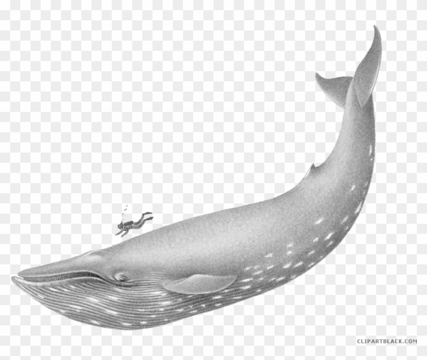 Blue Whale Animal Free Black White Clipart Images Clipartblack - Blue Whale Human Scale #1029300