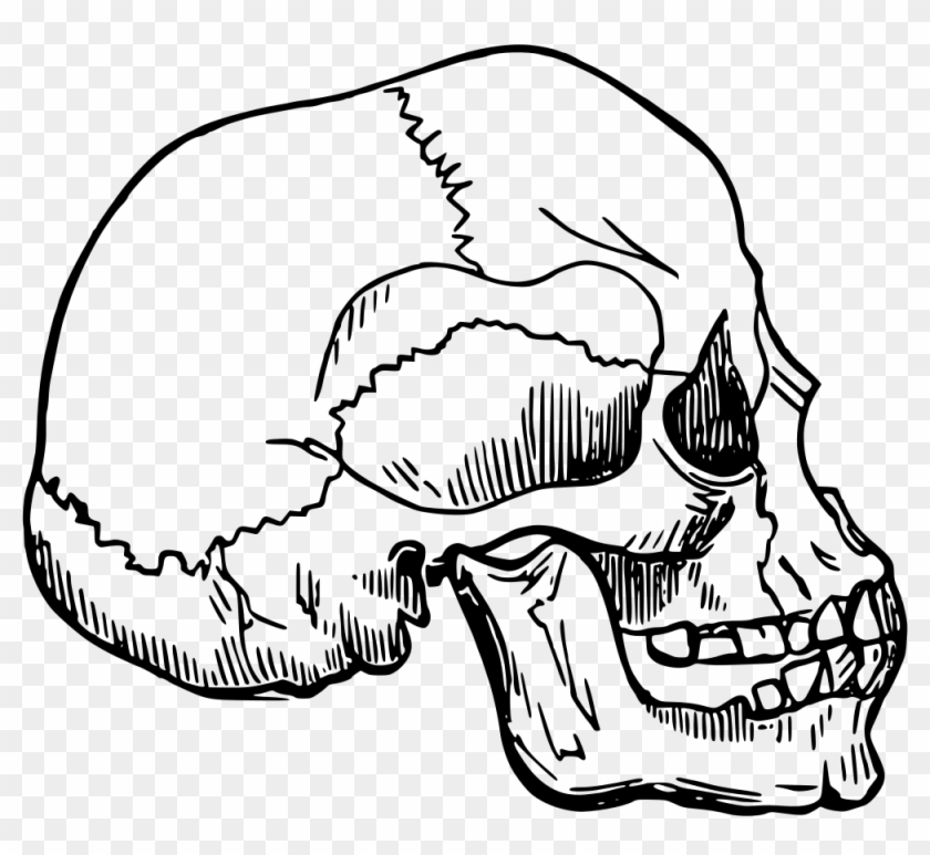 Skull - Skull #1029936