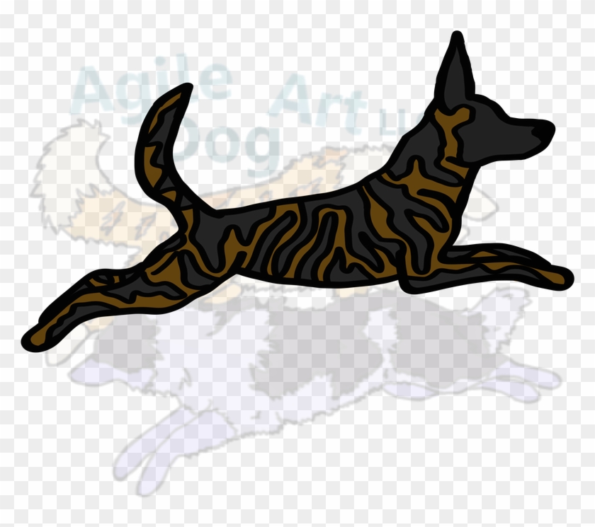 Dutch Shepherd - Old German Shepherd Dog #1030004