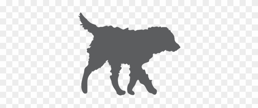 Top Quality Australian Labradoodle Dogs Arch View Labradoodles - Labradoodle Silhouette #1030111