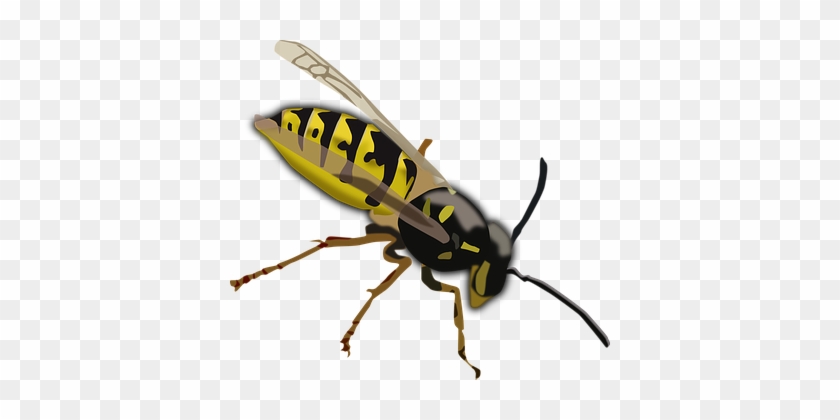 Wasp Hornet Bee Insect Sting Yellow Black - Black And Yellow Insect With Wings #1030308