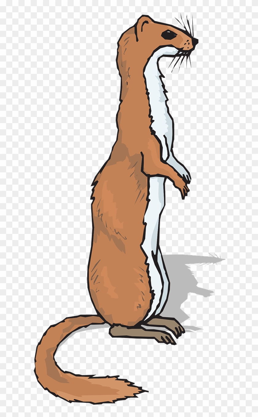 Ferret Clipart #1030850