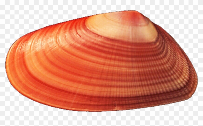 Orange Mussel Seashell By Jeanicebartzen27 - Seashell #1031340