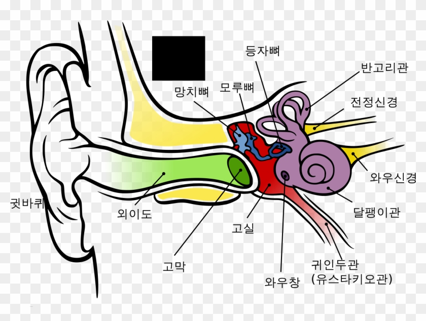 Anatomy Of Ear Coloring File The Human Kr Svg Wikimedia - Anatomy Of The Human Ear #1031404