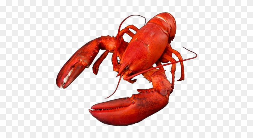 Click Here Lobster - Lobster #1031445