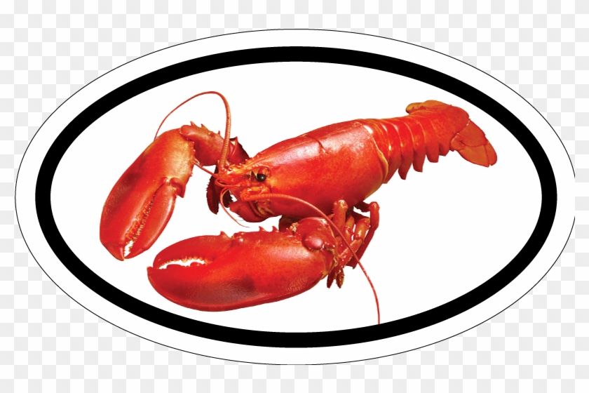 Red Lobster Maine Bumper Sticker - Pop Skip The Rope #1031447