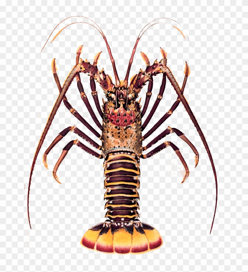 Crayfish Clipart Kawaii - Spiny Lobster Clip Art #1031469