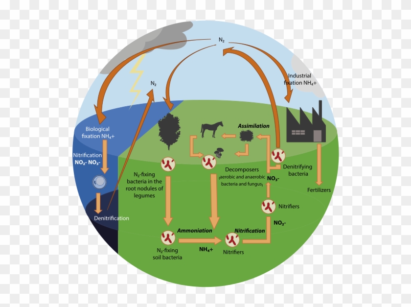 Nitrogen Cycle - Nitrogen Cycle Human Impact #1031490