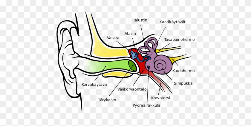 Anatomy Of Ear Coloring File The Human Fi Svg Wikimedia - Anatomy Of The Human Ear #1031495