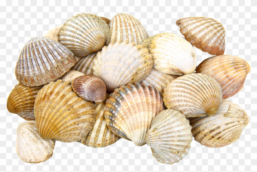 28 Collection Of Seashell Clipart Transparent Background - Sea Shells Transparent #1031568