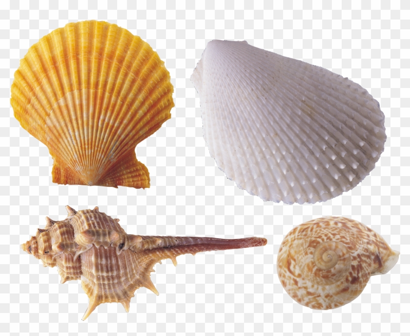 Encapsulated Postscript Clip Art - Seashell #1031570