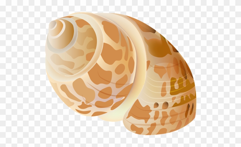 Transparent Seashell Png Picture - Seashell Png #1031577