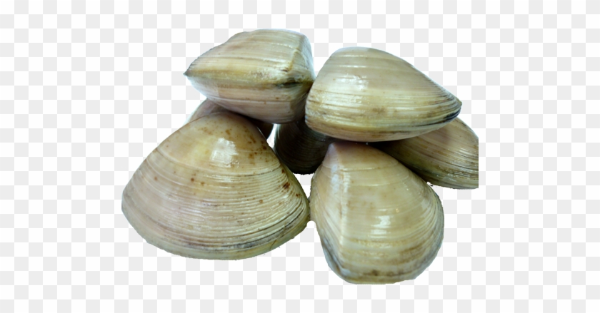 Clams Png Photos - Clams Png #1031598