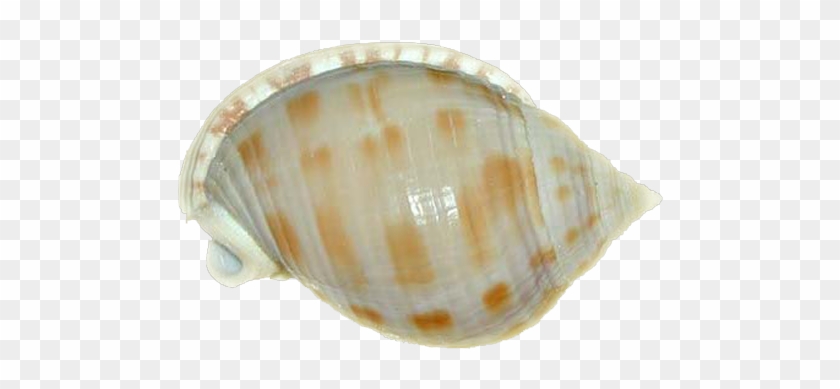Seashell Yellow Spotted - Scotch Bonnet Shell #1031607
