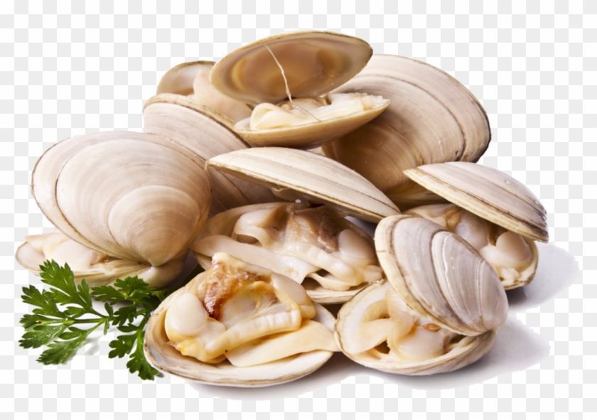 Download Png Image Report - Clams Png #1031611