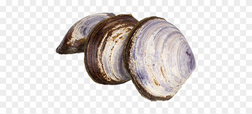 Download Png Image Report - Savoury Clams #1031613