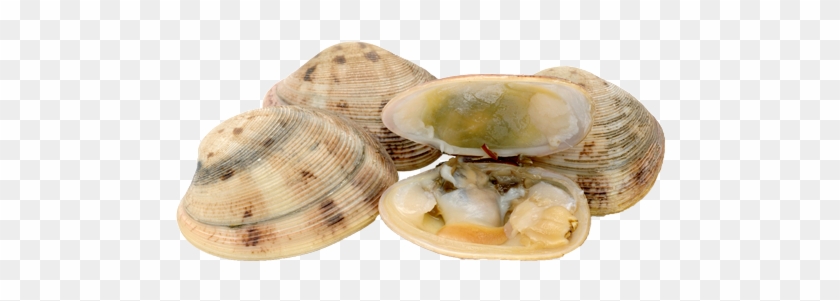 Download Png Image Report - Clams Png #1031614