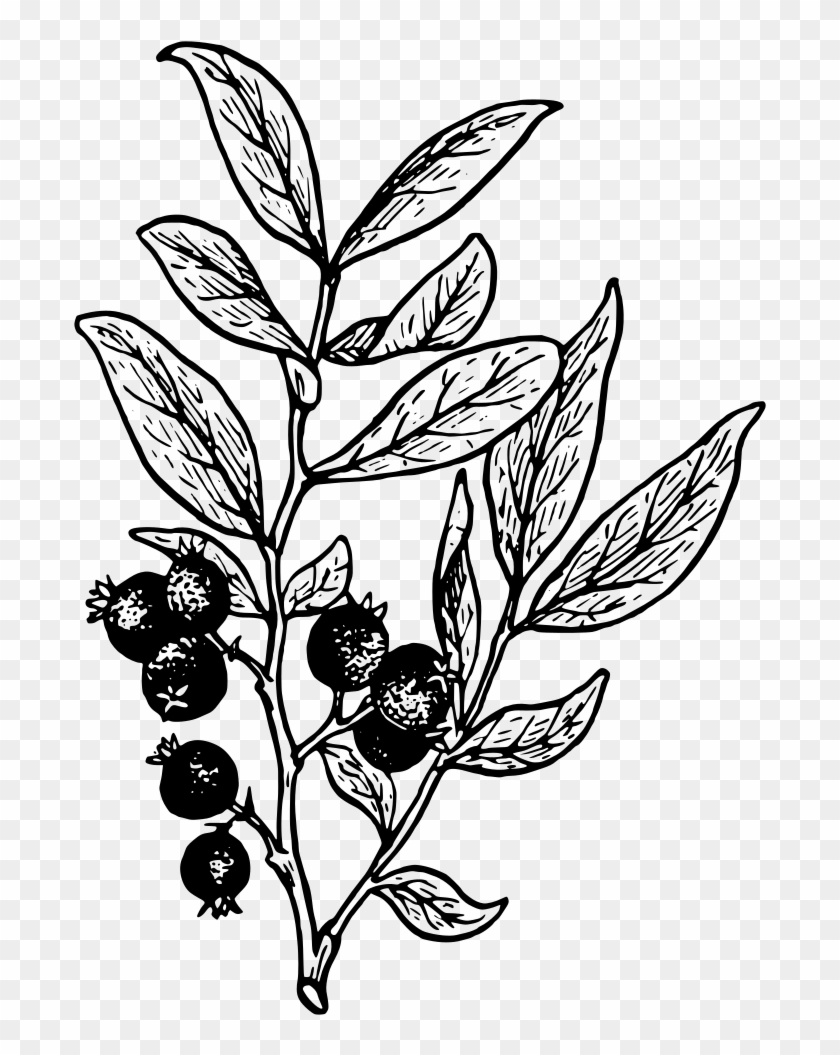 Clip Art Details - Berry Black And White #1031681