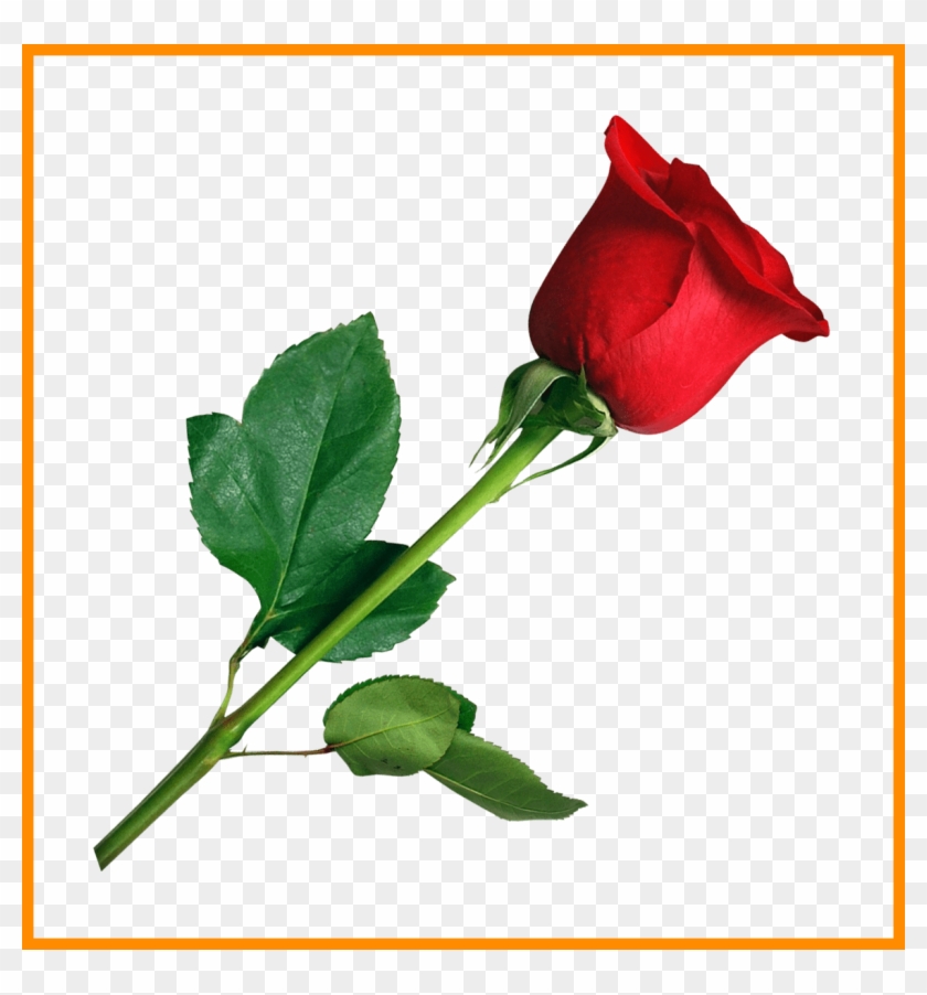 Rose Flower Rose Flower No Background Astonishing Rose - Flower Rose Png #1032132