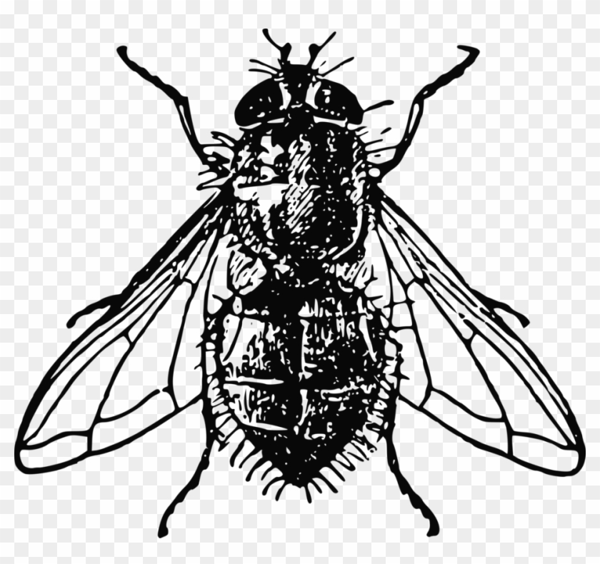Bugs Clipart House Fly - Fly Illustration #1032166