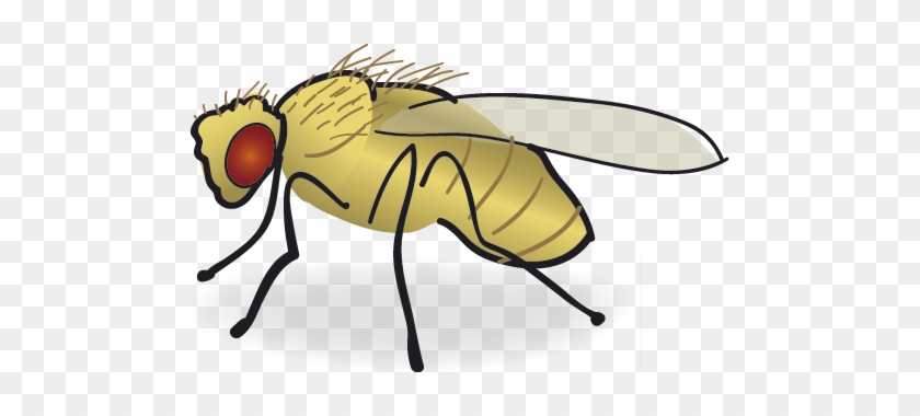 clipart fruit flies