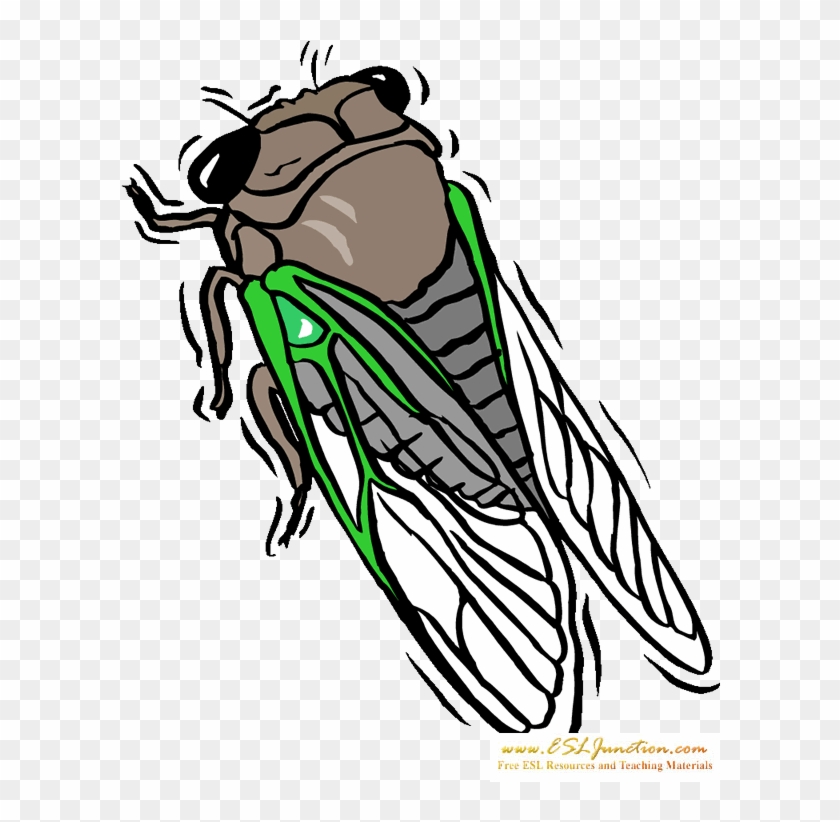Free Cicada Flashcard - Cicada Whisperer Rectangle Sticker #1032218