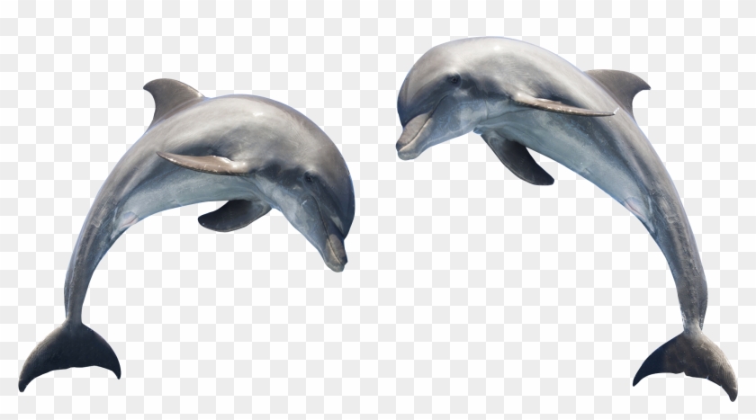 Dolphin Png Transparent Images - Can You Tell A Dolphin From A Porpoise? #1032300