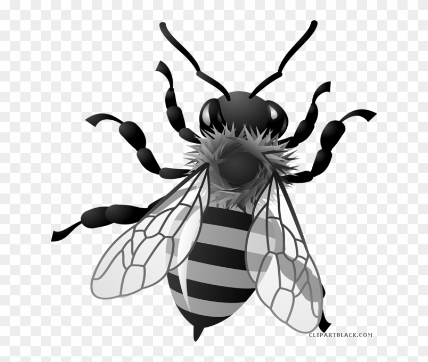 Honey Bee Animal Free Black White Clipart Images Clipartblack - Honey Bee Clipart #1033152