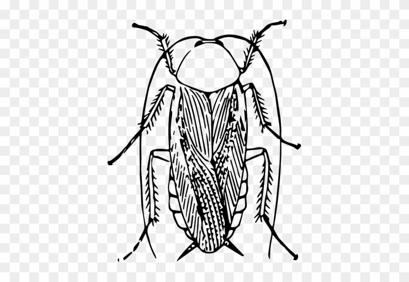 Cockroach Drawing Public Domain Vectors - Cockroach Black And White Png #1033497