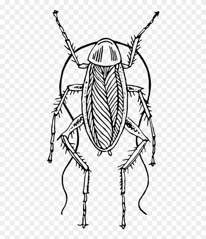 This Image Rendered As Png In Other Widths - Cockroach Black And White #1033505