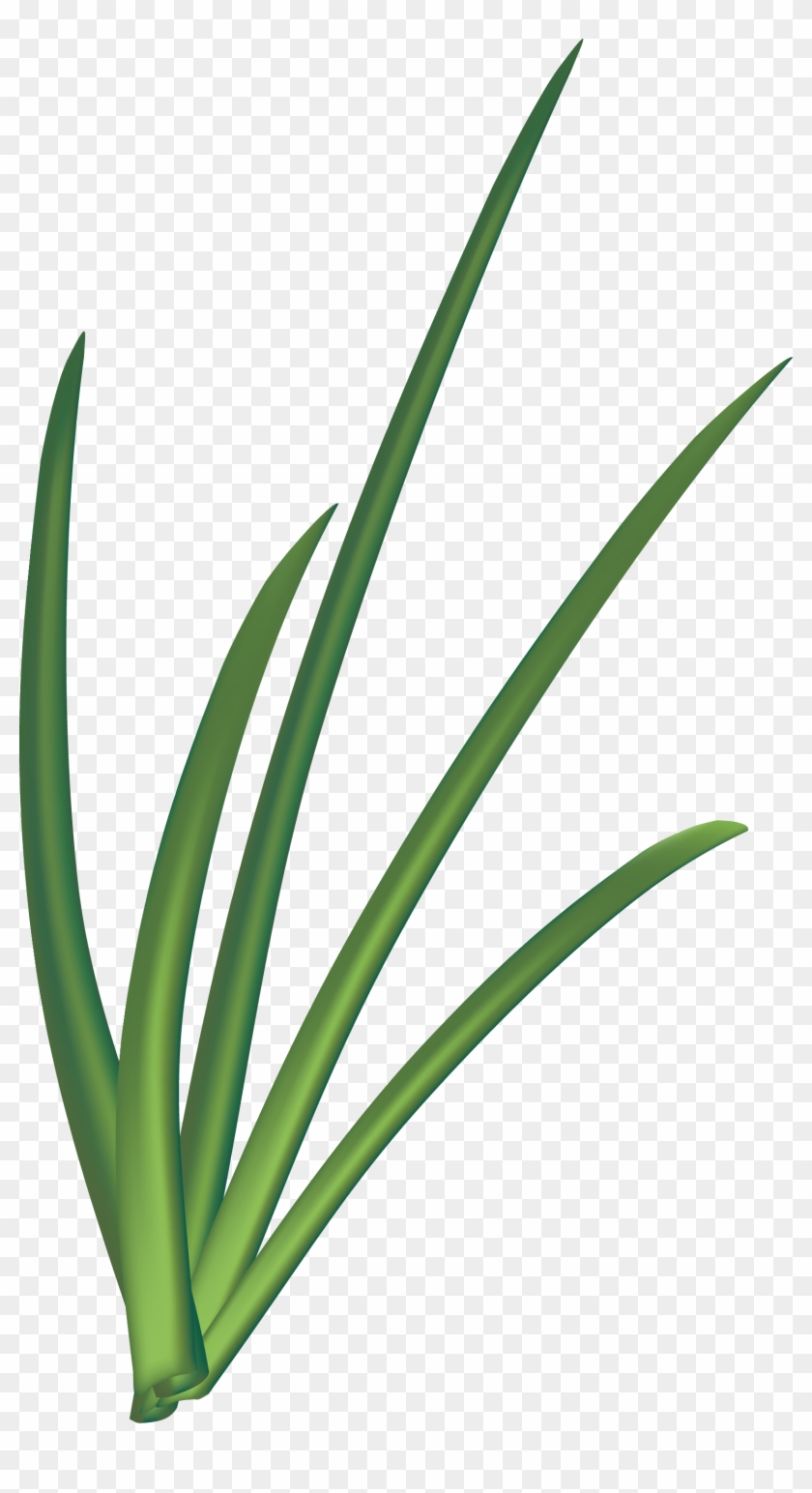 Euclidean Vector Onion Scallion Allium Fistulosum - Sweet Grass #1034277