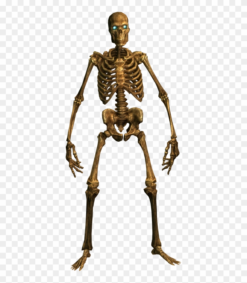 Skeleton Png Image - Png Skeleton #1035350