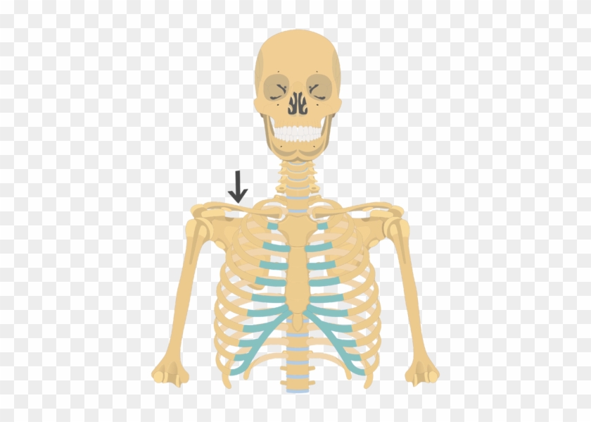 The Clavicle Functions Like A Strut Or Lever Arm To - Clavicle On A Skeleton #1035377