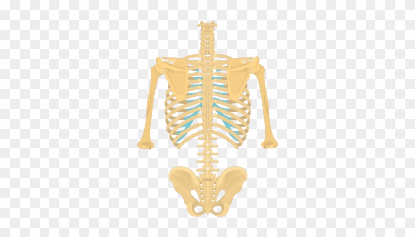 The Anatomical Characteristics Of A Thoracic Vertebra - Skeleton Of The Human Body Anatomy #1035393